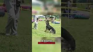 Chips: The WWII Hero German Shepherd Story