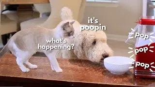 DOG REACTS TO A POPCORN MACHINE