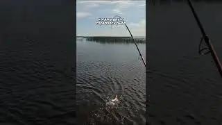 Когда у друга сорвалась рыба 😆 Подпишись, новое видео каждый день!