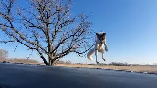 Fox jumps on trampoline