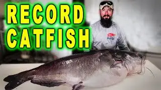 NEW Record Blue Catfish JUST CAUGHT in Tennessee!
