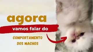 Falando em persa quem &eacute; mais carinhoso f&ecirc;mea ou macho?