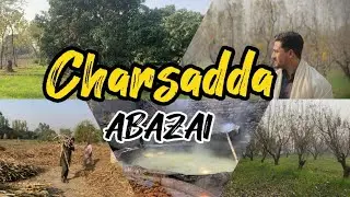 ABAZAI CHARSADA VLOG | Mango farming in Pakistan | Gurr making in Pakistan#village life  #Mangoes