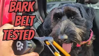 Bark Belt Review: Does This Dog Seatbelt ACTUALLY Work? (Vet Dad Tested)