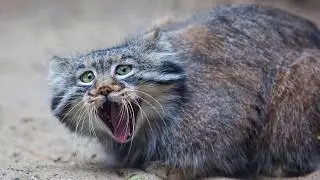 Meet the grumpiest Wild Cat Manul: Facts About Pallas's Cats!