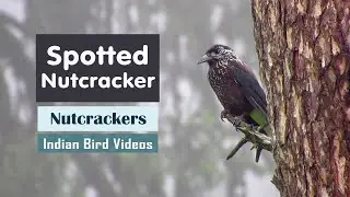 The Spotted Nutcracker (Nucifraga caryocatactes) - Indian Bird Videos