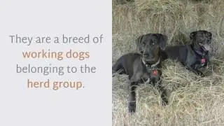 12 Unique Facts About Blue Lacy Dog