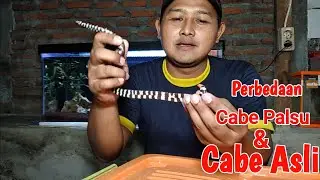 ULAR CABE ASLI DAN ULAR CABE PALSU