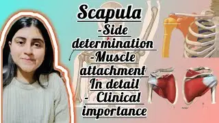 Scapula in just 4 min #anatomy #scapula 