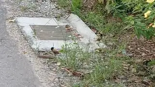 Chestnut munia