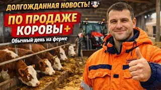 Long-awaited news! 🐄 Cow sale + a typical day on the farm