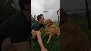 Playing in the rain with my dog 🌧 #goldenretriever