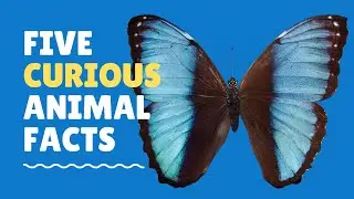 Five Curious animal facts (you probably don&rsquo;t know)