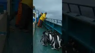 Penguins Jump On Boat Escaping Shark!