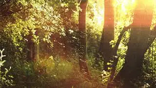 &bull; sparrow waltz &bull; by Enzo Corne ~ slowed + reverb ~