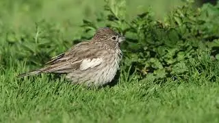 Lark Bunting