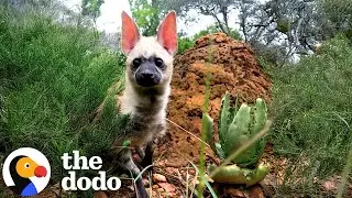 Tiny Aardwolf Cub Thanked Rescuer After Being Released Into Wild | The Dodo