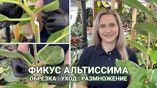 ОБРЕЗКА ФИКУСА АЛЬТИССИМА | РАЗМНОЖЕНИЕ И УХОД