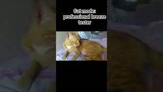 Simba cat 🐈 enjoying fresh air coming from window #cat #catvideos