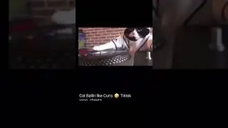 James Charles crying over losing followers but da cat just ballin like curry