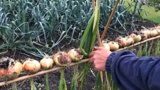Drying Onions the John  Battye Way.