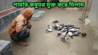 কবুতর ঘর চেনানোর পর মুক্ত করে দিলাম