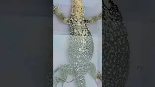 varanus nuchalis x varanus cumingi/marmoratus