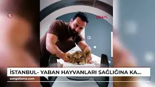 İstanbul- Yaban hayvanları sağlığına kavuşturuluyor