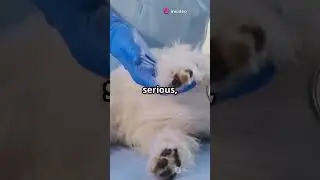 Can Your Dog Catch a Cold?