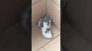 Pusa balikan pa kaya sila ng mama nila ?#box sila iniwan