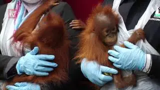 Orang Utan trafficking syndicate foiled