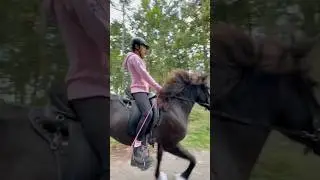 Stall Vlog