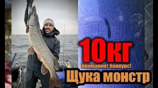 Огромная черкасская щука монстр (10.250кг!) перед закрытием сезона на Fishup Wizzle Shad 7