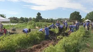 Pinnacol in Action features hundreds of employees volunteering for nonprofits in Colorado