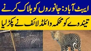 Abbottabad: Wildlife Department Captures Leopard That Killed Animals | Dawn News