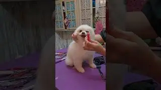 Как я ухаживаю за померанским шпицем. Стрижка собак.