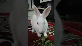 #rabbit #cutee rebbo 😅😁💖💝