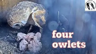 Baby Owls Cuddle Up While Mom Gets A Good Stretch!
