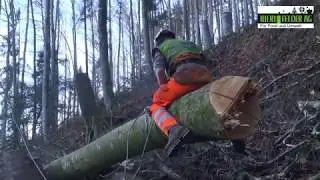 Bieri Felder AG Holzernte mit Seilkran