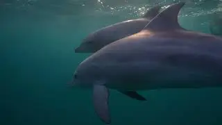 Spiritual Meaning of the Dolphin | Joy, Emotional Healing, and Higher Consciousness