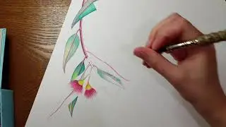 Wompoo Doves Time Lapse