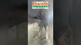 Where the buffalo roam, the wild still rules.