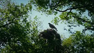 Portrait : ''Fauconniers '' - le lien unique entre Angélique, Louis et leurs rapaces.