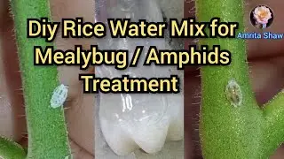 How to get rid of Mealybugs using fermented rice water mix + a peep into my tiny balcony garden