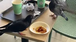 Two birds fighting each other want to same food 