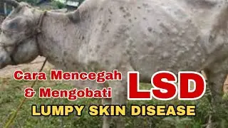TIPS MENCEGAH & MENGOBATI PENYAKIT LSD