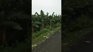 Banana agriculture in huge scale 😉