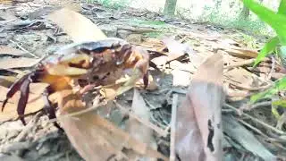 Simple Tricks to Catch Field Crabs Fast and Easy