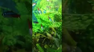 Аквасы