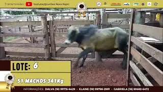 LOTE 6 - 51 MACHOS 341Kg HOJE &Agrave;S 18:30 LEIL&Otilde;ES NOVA REPIC